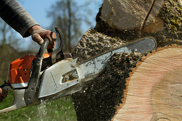 The Steps Involved in Our Tree Care Process in Smyrna, GA